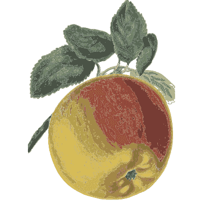 Red and yellow apple 02 - Flora and Pomona, or the British Fruit and Flower Garden - 1829