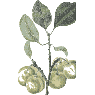 Three pale green plums - Flora and Pomona, or the British Fruit and Flower Garden - 1829