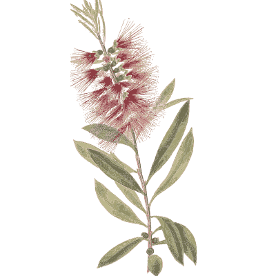 Red bottlebrush - Flora and Pomona, or the British Fruit and Flower Garden - 1829