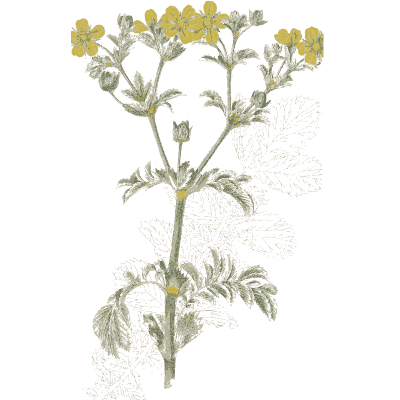 Small yellow flowers on grey leaves - Flora and Pomona, or the British Fruit and Flower Garden - 1829
