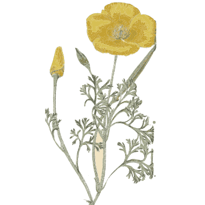 Yellow poppy - Flora and Pomona, or the British Fruit and Flower Garden - 1829