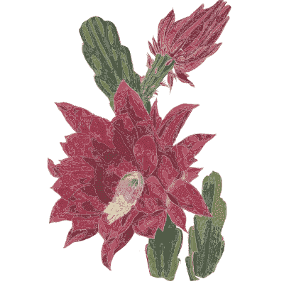 Magenta cactus flower - Flora and Pomona, or the British Fruit and Flower Garden - 1829
