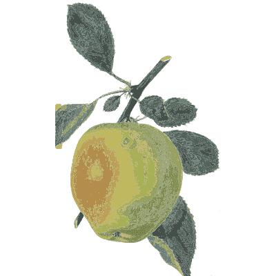 Green and gold apple - Flora and Pomona, or the British Fruit and Flower Garden - 1829