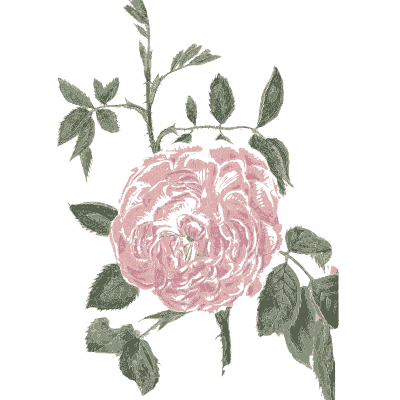 Pink rose - Flora and Pomona, or the British Fruit and Flower Garden - 1829