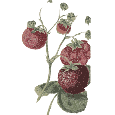 Ripe strawberries - Flora and Pomona, or the British Fruit and Flower Garden - 1829
