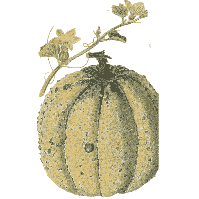 Ribbed melon - Flora and Pomona, or the British Fruit and Flower Garden - 1829