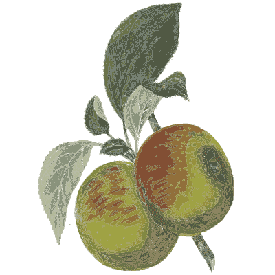 Two apples 02 - Flora and Pomona, or the British Fruit and Flower Garden - 1829