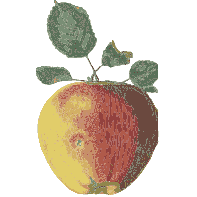Striped apple - Flora and Pomona, or the British Fruit and Flower Garden - 1829