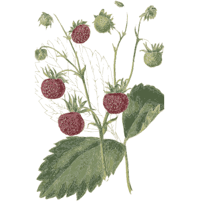 Strawberry runner in fruit 02 - Flora and Pomona, or the British Fruit and Flower Garden - 1829