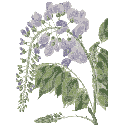 Wisteria 02 - Flora and Pomona, or the British Fruit and Flower Garden - 1829