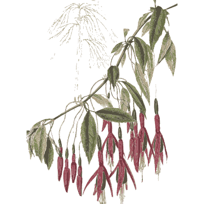 Fuchsia stems - Flora and Pomona, or the British Fruit and Flower Garden - 1829