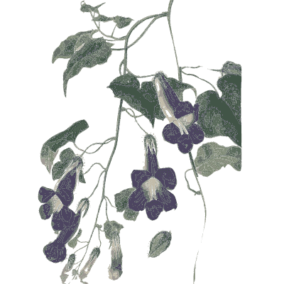 Purple bell flowered climber - Flora and Pomona, or the British Fruit and Flower Garden - 1829