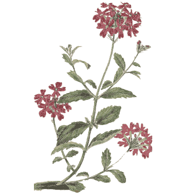 Flat heads of small red flowers - Flora and Pomona, or the British Fruit and Flower Garden - 1829