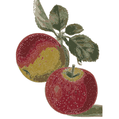 Two red apples - Flora and Pomona, or the British Fruit and Flower Garden - 1829