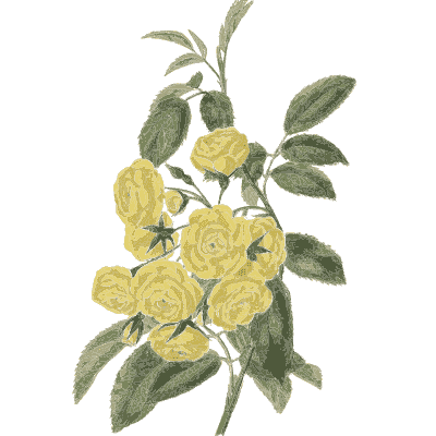 Small yellow roses - Flora and Pomona, or the British Fruit and Flower Garden - 1829
