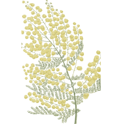 Yellow flower balls on feathery leaves - Flora and Pomona, or the British Fruit and Flower Garden - 1829