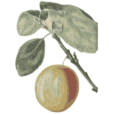 Red flushed nectarine - Flora and Pomona, or the British Fruit and Flower Garden - 1829