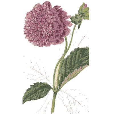 Purple dahlia - Flora and Pomona, or the British Fruit and Flower Garden - 1829