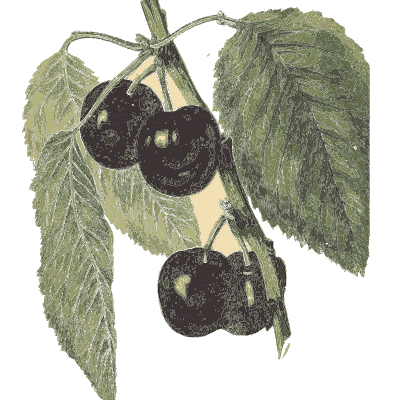 Three black cherries - Flora and Pomona, or the British Fruit and Flower Garden - 1829
