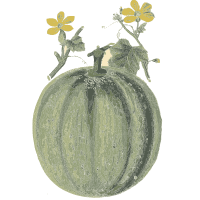 Green melon on the vine - Flora and Pomona, or the British Fruit and Flower Garden - 1829