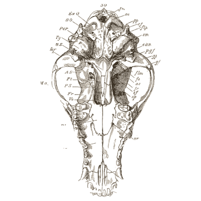 Dog skull from below - An Introduction to the Osteology of the Mammalia - 1870