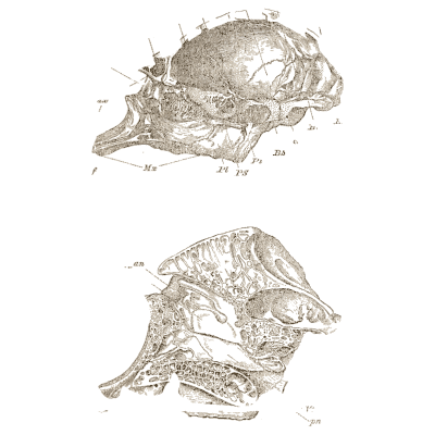 Skull sections - An Introduction to the Osteology of the Mammalia - 1870