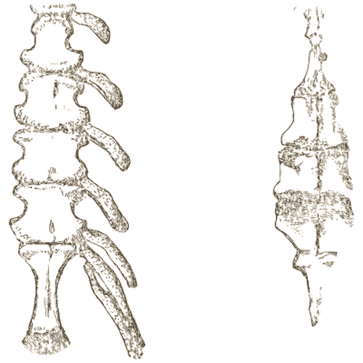 Vertebrae of the spine in two views - An Introduction to the Osteology of the Mammalia - 1870