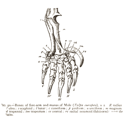 Mole forearm and hand bones - An Introduction to the Osteology of the Mammalia - 1870