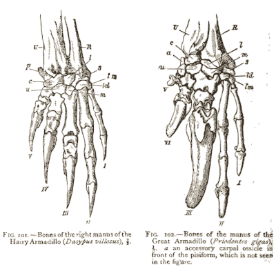 Armadillo hand bones - An Introduction to the Osteology of the Mammalia - 1870