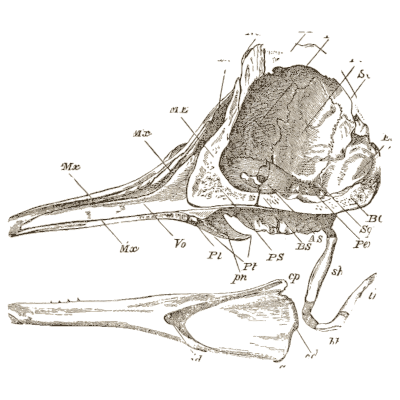 Dolphin skull section - An Introduction to the Osteology of the Mammalia - 1870
