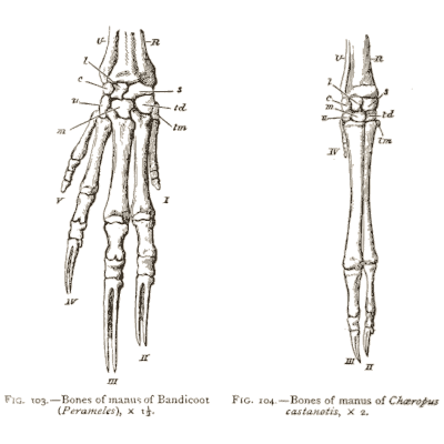 Bandicoot hand bones - An Introduction to the Osteology of the Mammalia - 1870