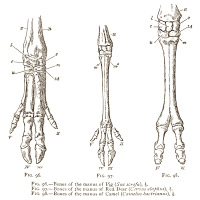 Pig, deer and camel foot bones - An Introduction to the Osteology of the Mammalia - 1870