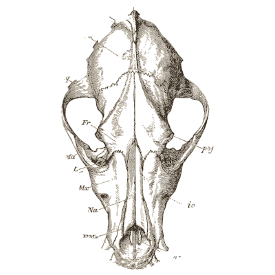 Dog skull from above - An Introduction to the Osteology of the Mammalia - 1870