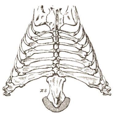 Armadillo sternum and ribs - An Introduction to the Osteology of the Mammalia - 1870