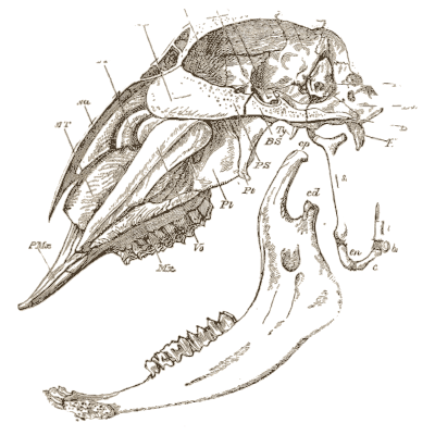 Sheep skull section - An Introduction to the Osteology of the Mammalia - 1870
