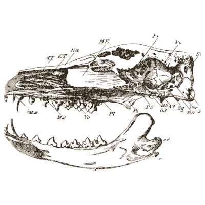Thylacine skull section - An Introduction to the Osteology of the Mammalia - 1870