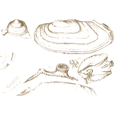 Razor clam and bivalves - A History of British Mollusca and Their Shells - 1853