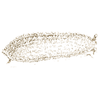 Warty sea slug 02 - A History of British Mollusca and Their Shells - 1853