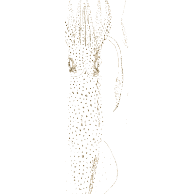 Squid 01 - A History of British Mollusca and Their Shells - 1853
