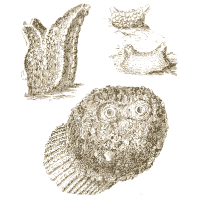 Sea slug studies - A History of British Mollusca and Their Shells - 1853