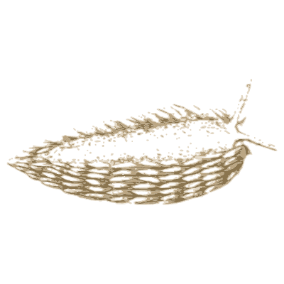 Sea slug with side papillae 02 - A History of British Mollusca and Their Shells - 1853
