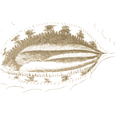 Sea slug with fringed mantle - A History of British Mollusca and Their Shells - 1853