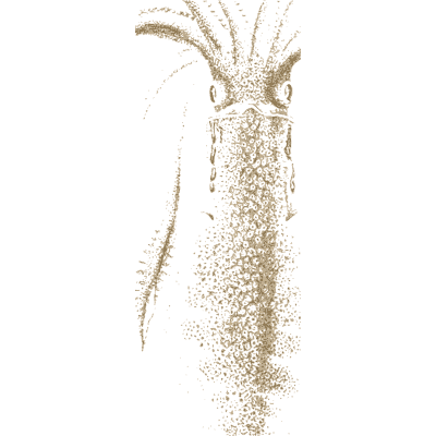 Squid 02 - A History of British Mollusca and Their Shells - 1853