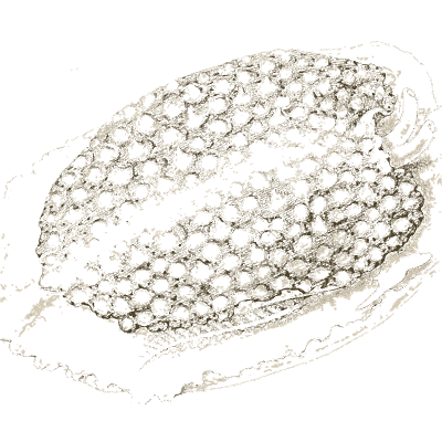 Patterned sea slug - A History of British Mollusca and Their Shells - 1853
