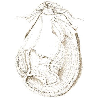 Bivalve mollusc - A History of British Mollusca and Their Shells - 1853