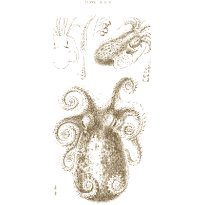 Small octopuses - A History of British Mollusca and Their Shells - 1853