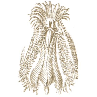 Sea slug with plumes - A History of British Mollusca and Their Shells - 1853