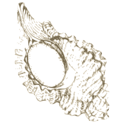 Oyster shell - A History of British Mollusca and Their Shells - 1853