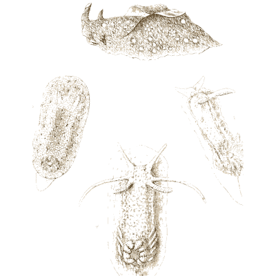 Four sea slugs - A History of British Mollusca and Their Shells - 1853