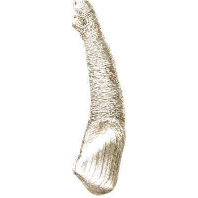 Shipworm - A History of British Mollusca and Their Shells - 1853
